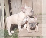 Small Photo #7 French Bulldog Puppy For Sale in COTTAGEVILLE, SC, USA