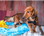 Small Photo #8 Dachshund Puppy For Sale in WAKARUSA, IN, USA
