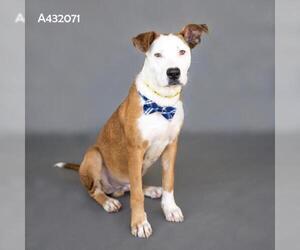 JEREMY - Male Mutt Dog for Adoption - Photo #2