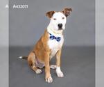 Small Photo #2 Mutt Puppy For Sale in Conroe, TX, USA