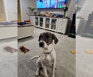 Mutt Dogs for adoption in FRAMINGHAM, MA, USA