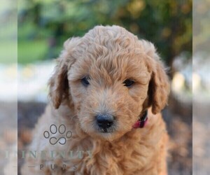 Goldendoodle (Miniature) Puppy for sale in SUNBURY, PA, USA