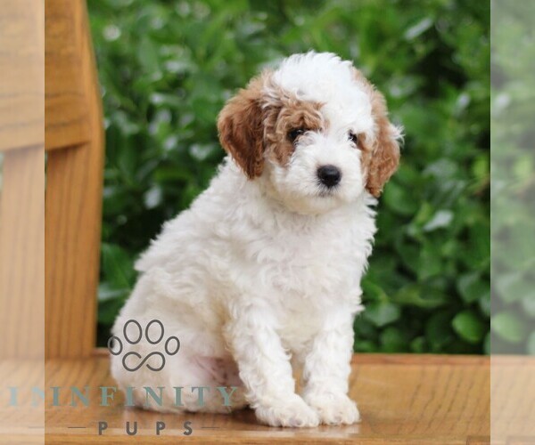 Medium Photo #4 Goldendoodle (Miniature) Puppy For Sale in EPHRATA, PA, USA