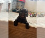 Small Photo #2 Boykin Spaniel Puppy For Sale in CROWNSVILLE, MD, USA