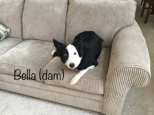 Mother of the Border Collie puppies born on 09/11/2018