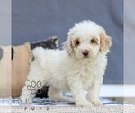 Small #2 Goldendoodle (Miniature)