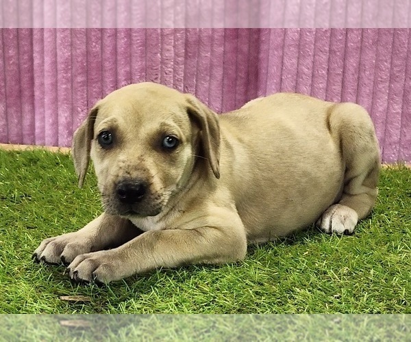 Medium Photo #9 Catahoula Leopard Dog Puppy For Sale in CUMBY, TX, USA