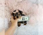 Small #12 Morkie