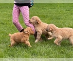 Small Photo #4 Golden Retriever Puppy For Sale in WOODSTOCK, CT, USA