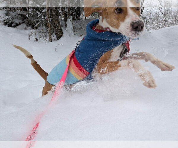 Medium Photo #4 Mutt Puppy For Sale in Shelburne, VT, USA