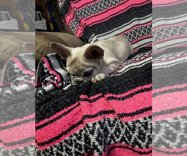 Medium Photo #20 French Bulldog Puppy For Sale in MICANOPY, FL, USA