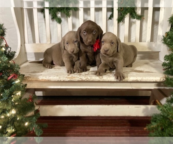 Medium Photo #3 Labrador Retriever Puppy For Sale in MIDDLEBURY, IN, USA