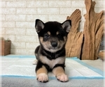 Small Photo #6 Shiba Inu Puppy For Sale in DALLAS, TX, USA