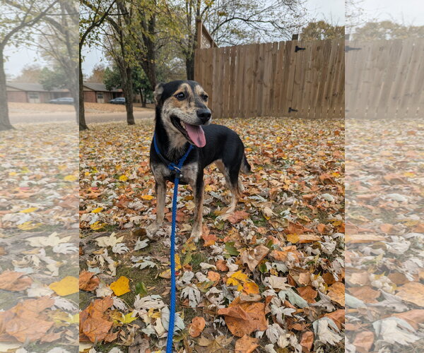 Medium Photo #6 Mutt Puppy For Sale in Munford, TN, USA