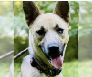 Huskies -Unknown Mix Dogs for adoption in Bristol, CT, USA