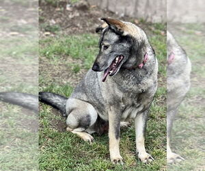Dallen - Female Norwegian Elkhound Dog for Adoption - Photo #3