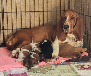 Mother of the Basset Hound puppies born on 12/03/2023