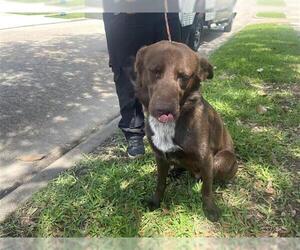 Labrador Retriever-Unknown Mix Dogs for adoption in Houston, TX, USA