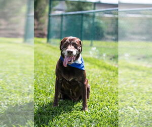 Labrador Retriever Dogs for adoption in Oakland Park , FL, USA
