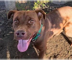 Mutt Dogs for adoption in Martinez, CA, USA