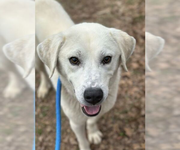 Medium Photo #6 Labrador Retriever Puppy For Sale in Rockaway, NJ, USA