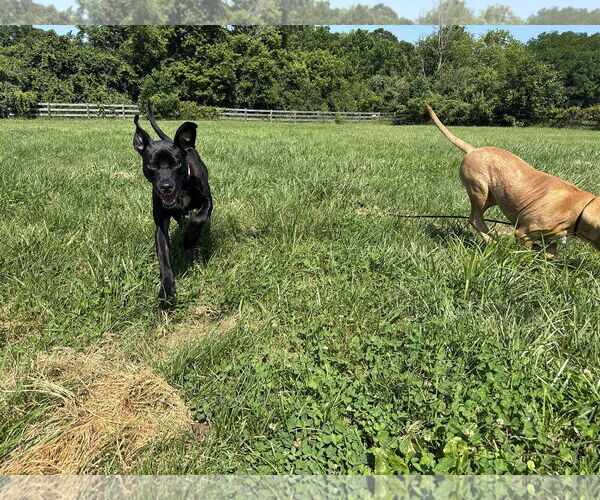 Medium Photo #22 Labrador Retriever-Unknown Mix Puppy For Sale in Germantown, OH, USA