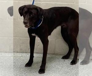Labrador Retriever-Unknown Mix Dogs for adoption in Conroe, TX, USA