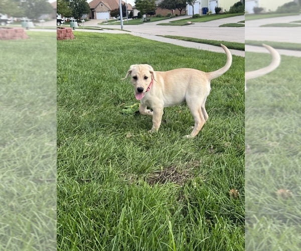 Medium Photo #7 Labrador Retriever Puppy For Sale in CARTER LAKE, IA, USA