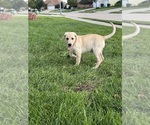 Small #6 Labrador Retriever
