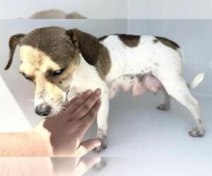 Chihuahua-Unknown Mix Dogs for adoption in Houston, TX, USA