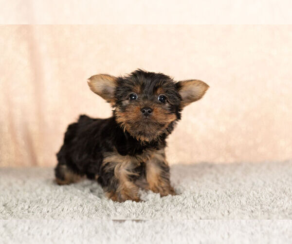 Medium Photo #5 YorkiePoo Puppy For Sale in NAPPANEE, IN, USA