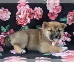 Small Photo #2 Shiba Inu Puppy For Sale in ATGLEN, PA, USA