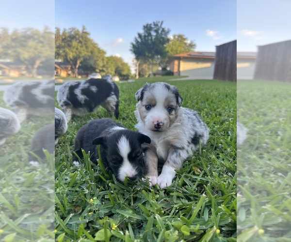 Medium Photo #1 Miniature Australian Shepherd Puppy For Sale in NORTH RICHLAND HILLS, TX, USA
