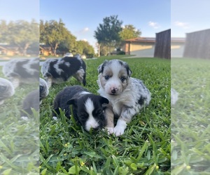 Miniature Australian Shepherd Puppy for sale in NORTH RICHLAND HILLS, TX, USA