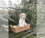 Small Photo #9 Bordoodle Puppy For Sale in HILLSBORO, WI, USA