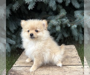 Pomeranian Puppy for sale in MIDDLEBURY, IN, USA