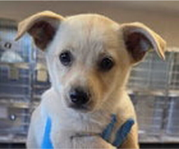 Medium Photo #2 Mutt Puppy For Sale in Fremont, CA, USA