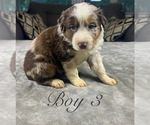 Small Photo #33 Australian Shepherd Puppy For Sale in SALISBURY, NC, USA