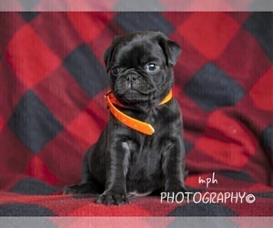 Jug-Pug Mix Puppy for sale in LIBERTY, KY, USA