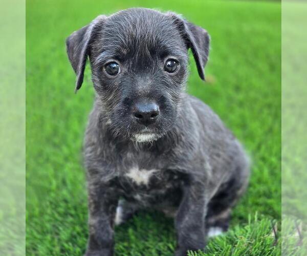 Medium Photo #1 Mutt Puppy For Sale in San Diego, CA, USA