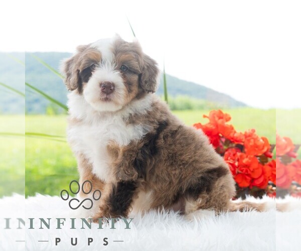 Medium Photo #4 Bernedoodle (Miniature) Puppy For Sale in NEWPORT, PA, USA