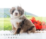 Small #3 Bernedoodle (Miniature)