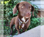 Small #2 Dachshund-Labrador Retriever Mix
