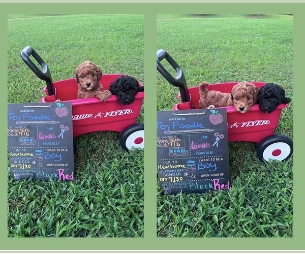 Medium Photo #1 Poodle (Toy) Puppy For Sale in WHITE, GA, USA