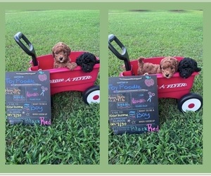 Poodle (Toy) Puppy for sale in WHITE, GA, USA