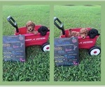 Image preview for Ad Listing. Nickname: Toy Poodle