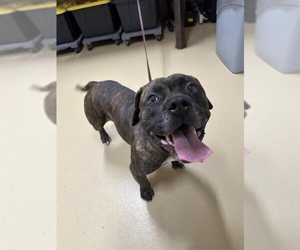 Medium Photo #2 American Pit Bull Terrier Puppy For Sale in Chula Vista, CA, USA