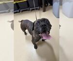 Small #1 American Pit Bull Terrier