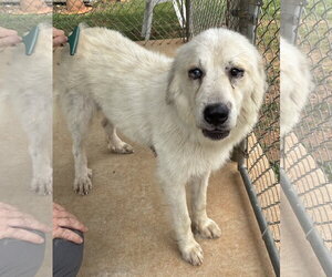 Great Pyrenees Dogs for adoption in Rustburg, VA, USA