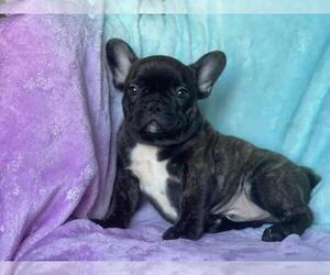 French Bulldog Puppy for sale in BOSTON, MA, USA